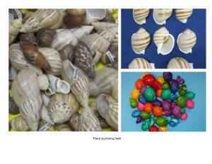 Hermit Crabs Shells - Natural, Painted, Dyed