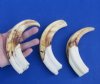 Warthog Tusk 3-9 pc Hand Picked Pricing