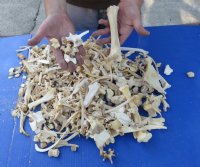 4 pound box Assorted Wild Boar Bones Wholesale, 1 inch to 8 inches - $25 a box.  