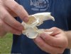 4 inches Cape Hare Skull,  rabbit skull - You are buying the animal skull pictured for $30