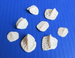 Alligator Osteoderm (Scutes) Bone 1' to 2" - 10 pcs @ $1.50 each ($15 bag)