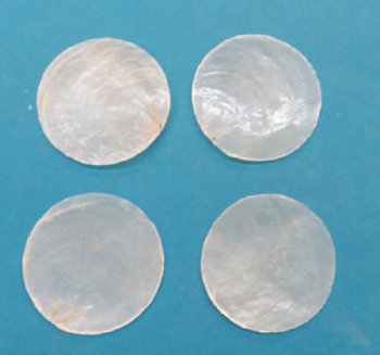 Wholesale Capiz Shells in bulk 2-1/2 inches pearlized flat shells - 500 pcs @ $.14 each