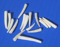 Wholesale Dentalium Octangulatum Tusk Shells for shell crafts - 1/2 inch to 1-1/4 inch -1 kilo bag @ $9.00/kilo (Min: 2 bags)