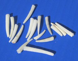 Wholesale Dentalium Octangulatum Tusk Shells for shell crafts - 1/4 inch to 1 inch -1 kilo bag @ $7.50/kilo (Min: 2 kilos)