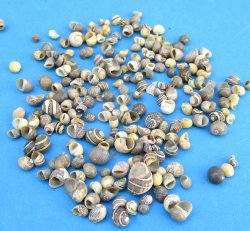 Theodoxus Oulaniensis, river nerite seashells under 1 inch - $7.00/Kilo (Min: 2 kilos)