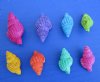 Wholesale Small Dyed Nassarius Reticulara in bulk 3/4  to 1-1/2 inches - $10.00 a Kilo (2.2 lbs); 8 kilos @ $9.00 a kilo