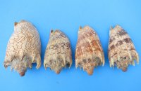 5 inches Wholesale Imperial Volute Snail Shells - 2 pieces @ $4.90 each; 10 pieces + $4.41 each