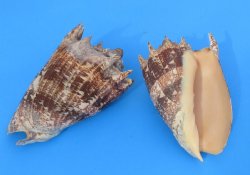 7 inches Imperial Volute Snail Seashells Wholesale, commercial grade - 2 pcs @ $16.00 each; 6 or more @ $14.40 each