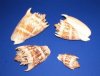 Imperial Volute Shells Wholesale