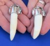 Alligator Tooth Pendants and Keychains Hand Picked 