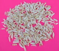 1/2 pound bag of Wholesale Alligator Teeth 1/2 inch to 1 inch - $50.00 a 1/2 pound bag; (appx 275 to 325 actual teeth per 1/2 pound) 2 lbs or more (Packed 1/2 pound bags) @ $45.00 1/2 pound bag