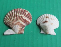 Pecten tranquebaricus scallop shells for crafts 1" to 1-3/4" - $7.00/kilo (Min: 2 kilos)
