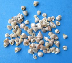 Pearlized Tiny Calliostoma Straitus Shells under 1 inch - Case of 20 kilos @ $8.50/kilo