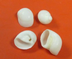 Wholesale White Moon Shells 3/4" to 1-1/4" - 1 kilo bag @ $5.00/kilo;10 kilos @ $4.50/kilo