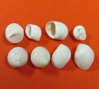 Wholesale White Moon Shells for seashell crafts 1/2" to 3/4" - Packed: 1 kilo bag @ $5.00/kilo; Packed: 10 Kilos @ $4.50/kilo