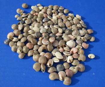 Wholesale Umbonium Vestiarium shells, Button Top Shells 1/4 to 1/2 inch in size - Case of 20 kilos @ $1.80/kilo