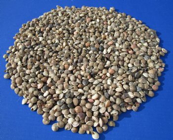 Wholesale Umbonium Vestiarium shells, Button Top Shells 1/4 to 1/2 inch in size - Case of 20 kilos @ $1.80/kilo