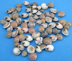 Umbonium Vestiarium shells, Button Top Shells under 1/2 inch - $2.50/Kilo (Min: 2 kilos)