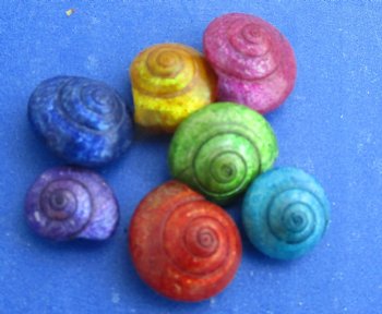 Wholesale tiny Dyed Umbonium shells, Button Top Shells 1/4 to 1/2 inch in size - $5.75/kilo (Min: 2 kilos)