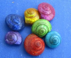Wholesale tiny Dyed Umbonium shells, Button Top Shells 1/4 to 1/2 inch in size - $5.75/kilo (Min: 2 kilos)