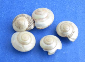 Wholesale tiny Pearl Umbonium shells, Button Top Shells 1/4 to 1/2 inch in size - $3.75/kilo (Min: 2 kilos)