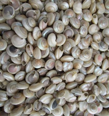Wholesale tiny Pearl Umbonium shells, Button Top Shells 1/4 to 1/2 inch in size - Case of 25 kilos @ $3.35/kilo