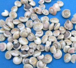 Pearlized Umbonium Vestiarium shells, Button Top Shells under 1/2 inch - $4.00/Kilo (Min: 2 kilos)