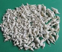 Wholesale white mixed turris shells 3/4 inch to 1-3/4 inch - 1 kilo bag @ $5.00/kilo 
