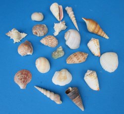Large Indian Shell Mix Assorted 1 to 3-1/2 inches - $8.00/Gallon
