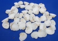 Wholesale Large White Cardium, Ribbed Cockle shells 1-3/4" to 2-1/4" - 20 kilos @ $2.60/kilo