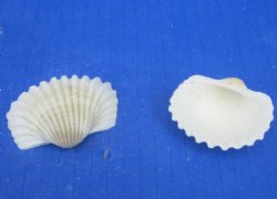 Wholesale Medium White Cardium shells 1-1/4" to 1-3/4" - 1 kilo bags @ $2.95/kilo (Min: 3 kilos)