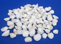 Wholesale Medium White Cardium shells 1-1/4" to 1-3/4" - 20 kilos @ $2.60/kilos