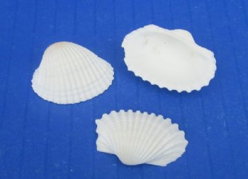Wholesale Small White Cardium shells 1" to 1-1/4" - 1 kilo bags @ $3.25/kilo (Min: 3 kilos)