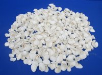 Wholesale Small White Cardium shells 1" to 1-1/4" - 1 kilo bags @ $3.25/kilo (Min: 3 kilos)