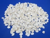 Wholesale Small White Cardium shells 1" to 1-1/4" - 20 kilos @ $2.90/kilo