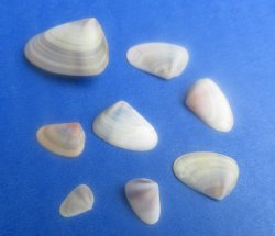 Wholesale Donax Townsendi Clam shells in bulk bags (3/4" to 1/2") - 1 kilo bag @ $5.00/kilo (Min: 2 kilos) 
