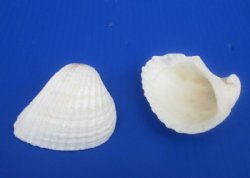 Wholesale Extra Large White Cardium shells 2" to 2-3/4" - 28 kilos @ $2.45/kilo