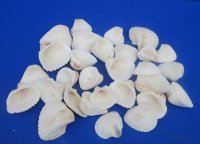 Wholesale Extra Large White Cardium shells 2-1/2 - 3" - 1 kilo @ $4.50/kilo (Min: 2 kilos)