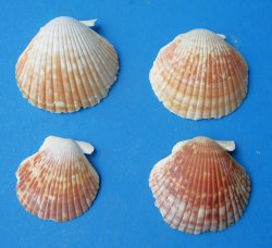 Pecten Pyxidata shells, cup shell 1 to 2 inches - $6.50/kilo - Min: 2 kilos