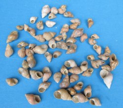 Phasianella Veriegata Snail Shell Under 1 inch - $6.50/kilo (Min: 2/kilos)