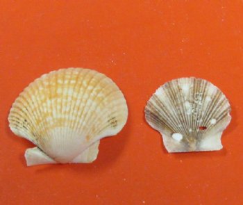 Wholesale Pecten Pyxidata scallop shells for crafts 1" to 2" - 1 kilo @ $5.00/kilo 