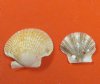 Wholesale Pecten Pyxidata scallop shells (flats and deeps) for crafts 1" to 2" - Packed: 1 kilo @ $5.00/kilo