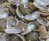 Case of wholesale green donkey ear abalone shells for crafts 2" to 3-1/4", commercial grade; Case of 10 kilos @ $8.50 kilo ($85/Case)