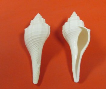 Wholesale White Fusus shell (Hemifusus Ternatanus)  2-1/2" to 3-1/2" - 50 pcs @ $.30 each