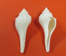 Wholesale White Fusus shell 3-1/2" to 4-1/2" - 25 pcs @ $.40 each; 200 pcs @ $.32 each 