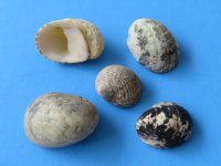 Wholesale assortment of mixed nerite snail shells 1/2 inch to 1 inch -  $5.00 a gallon