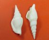 Wholesale White Strombus Vittatus conch shells 2 inches to 3 inches in size - Packed: 1 kilo bags @ $7.50/kilo