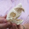 African Spring Hare Skull measuring 3-1/2 inches long. Chipped and missing teeth - view all photos. You are buying the skull pictured for $32.00