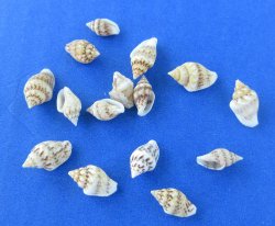 Wholesale Pyrene Versicolor Shell Under 1 inch - 1 kilo bag @ $8.00/kilo