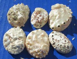 Wholesale Pearl Abalone Shells With Calcium, Haliotis ovina - 1 to 2-1/2 inches for shell crafts - $9.00/Gallon